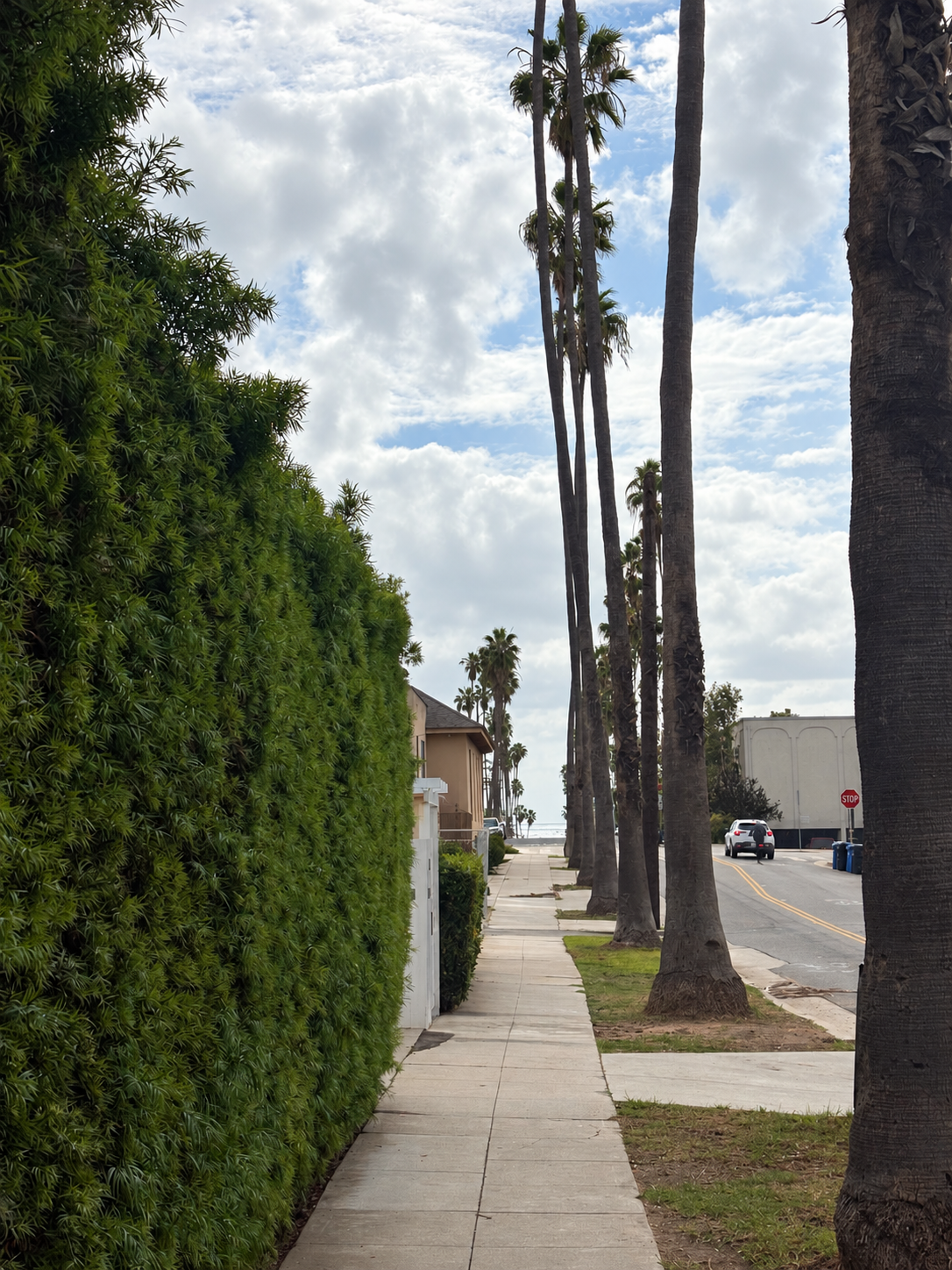 Palm-lined neighborhood sidewalk with the ocean visible at the end of the street